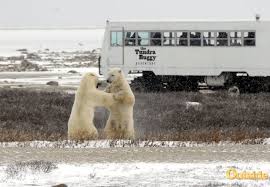 Image result for tundra buggy