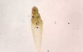 Attēlu rezultāti vaicājumam “Hydrachna”