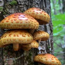 Attēlu rezultāti vaicājumam “Pholiota aurivella”