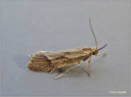 Attēlu rezultāti vaicājumam “Diurnea lipsiella male”