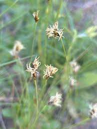 Attēlu rezultāti vaicājumam “Carex praecox”