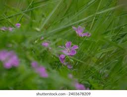 Attēlu rezultāti vaicājumam “Geranium palustre flower”