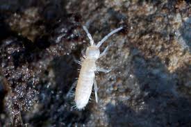 Attēlu rezultāti vaicājumam “Heteromurus nitidus”