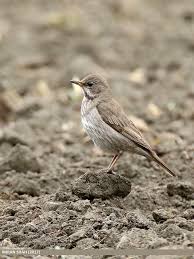 Image result for Turdus ruficollis