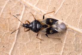 Attēlu rezultāti vaicājumam “Anthocoris nemorum”