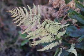 Attēlu rezultāti vaicājumam “Thelypteris palustris”