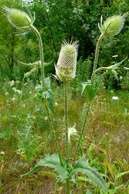 Attēlu rezultāti vaicājumam “Dipsacus fullonum flower”