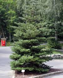 Attēlu rezultāti vaicājumam “Abies koreana”