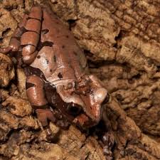 Attēlu rezultāti vaicājumam “Epirhoe tristata”