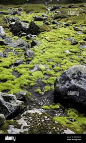 Attēlu rezultāti vaicājumam “Pohlia wahlenbergii sporophyte”