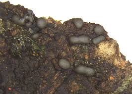 Attēlu rezultāti vaicājumam “Colloderma robustum”