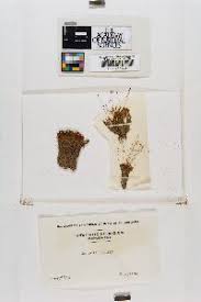 Attēlu rezultāti vaicājumam “Didymodon fallax var. brevifolius”