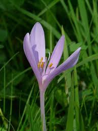 Image result for Herbstzeitlose