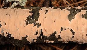 Attēlu rezultāti vaicājumam “Corticium roseum”