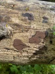 Attēlu rezultāti vaicājumam “Hypoxylon vogesiacum”