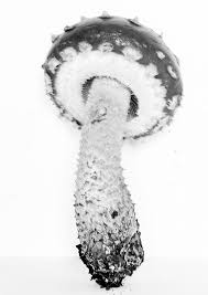 Attēlu rezultāti vaicājumam “Stropharia albocrenulata”