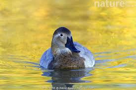 Image result for Aythya valisineria