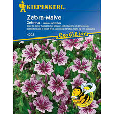 Image result for Malva sylvestris 'Zebrina'