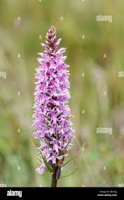 Attēlu rezultāti vaicājumam “Dactylorhiza maculata”