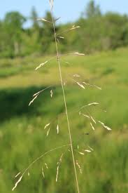 Attēlu rezultāti vaicājumam “Deschampsia cespitosa bud”