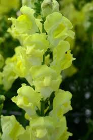 Attēlu rezultāti vaicājumam “Antirrhinum majus leaf”