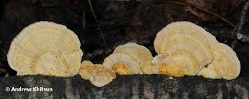 Attēlu rezultāti vaicājumam “Trametes ochracea”