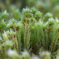 Attēlu rezultāti vaicājumam “Philonotis marchica”