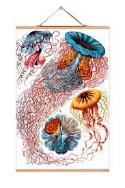 Image result for ernst haeckel