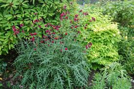 Attēlu rezultāti vaicājumam “Cirsium x rigens leaf”