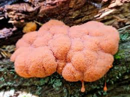 Attēlu rezultāti vaicājumam “Diderma rufostriatum”