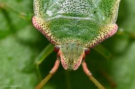 Attēlu rezultāti vaicājumam “Acanthosoma haemorrhoidale imago”