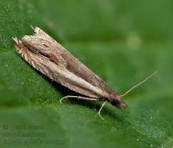 Attēlu rezultāti vaicājumam “Ancylis apicella”