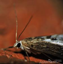 Attēlu rezultāti vaicājumam “Parapoynx stratiotata male”