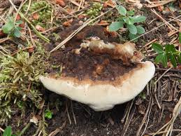 Attēlu rezultāti vaicājumam “Onnia tomentosa”