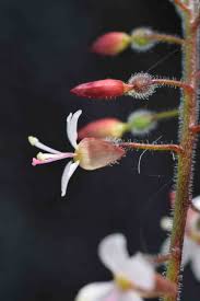 Attēlu rezultāti vaicājumam “Circaea lutetiana flower”