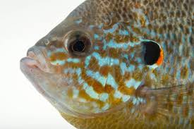 Image result for Lepomis gibbosus