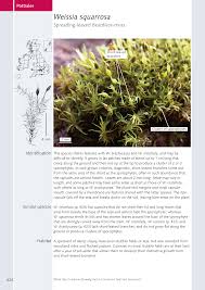 Attēlu rezultāti vaicājumam “Pottiales”