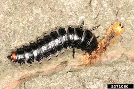 Attēlu rezultāti vaicājumam “Lymantria dispar larva”