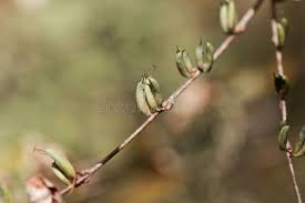 Attēlu rezultāti vaicājumam “Cercidiphyllum japonicum fruit”