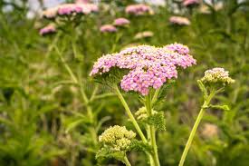 Attēlu rezultāti vaicājumam “Achillea salicifolia leaf”