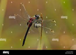 Attēlu rezultāti vaicājumam “Leucorrhinia dubia male”