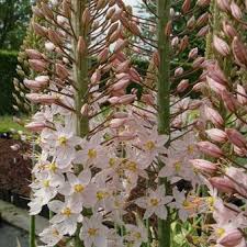 Image result for Steppenkerze