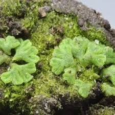 Attēlu rezultāti vaicājumam “Riccia glauca”