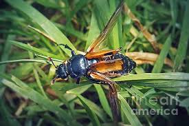Attēlu rezultāti vaicājumam “Nicrophorus vespillo”