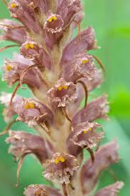 Attēlu rezultāti vaicājumam “Orobanche elatior”