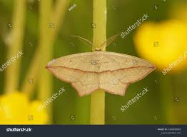 Attēlu rezultāti vaicājumam “Timandra comae”