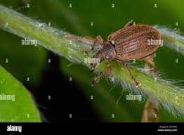 Attēlu rezultāti vaicājumam “Polydrusus mollis”