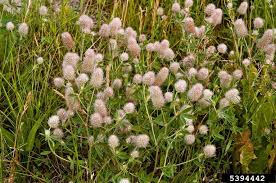 Attēlu rezultāti vaicājumam “Trifolium arvense”