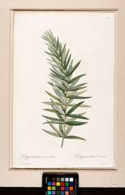 Attēlu rezultāti vaicājumam “Polygonatum verticillatum”