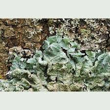 Attēlu rezultāti vaicājumam “Parmelia sulcata”